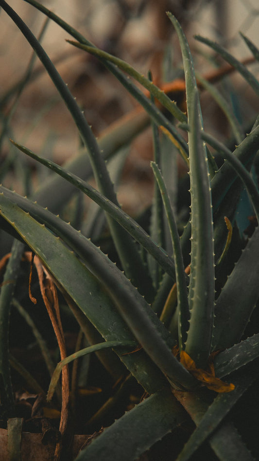 Close-up of fresh green aloe vera leaves