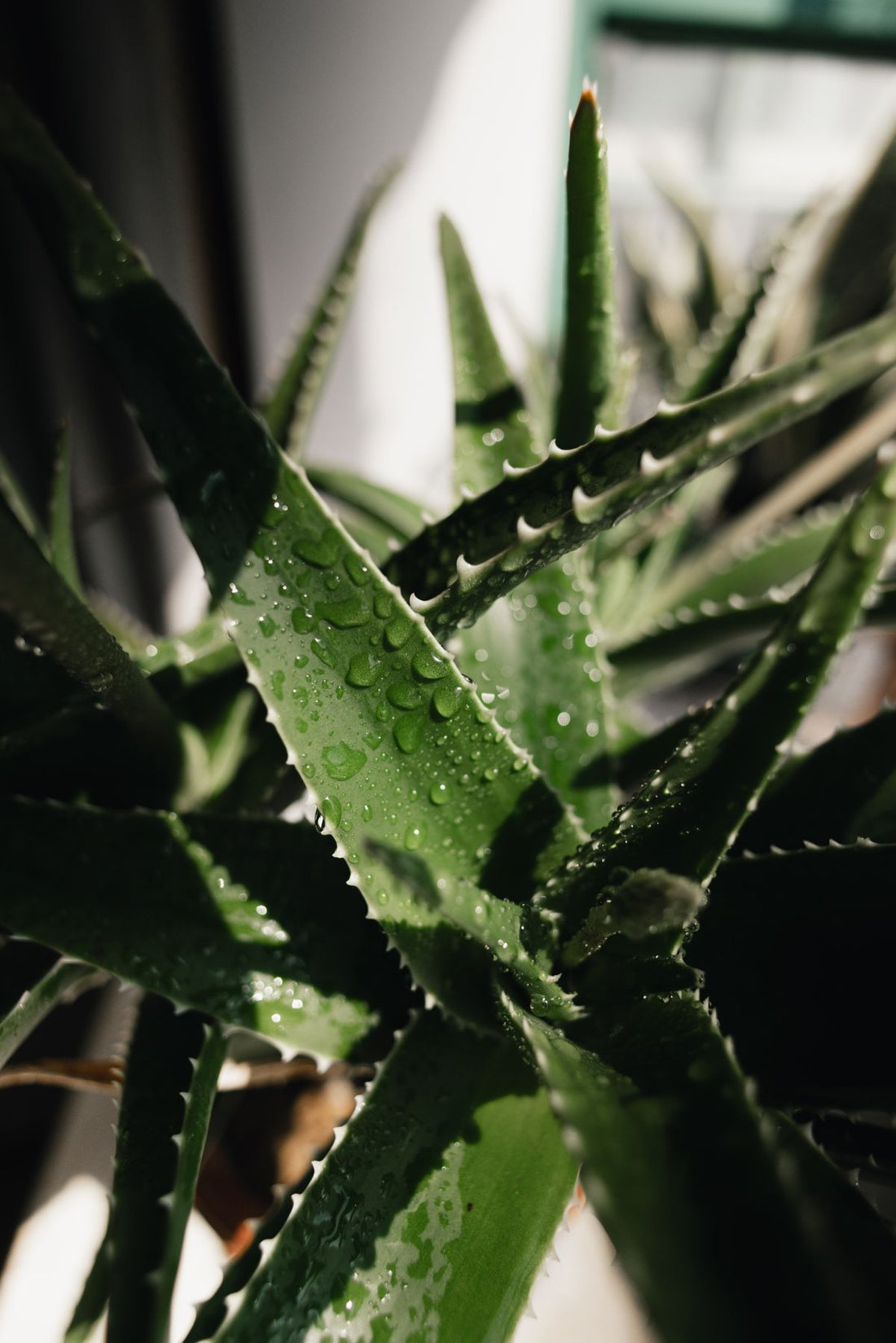 Fresh aloe vera leaves covered with water droplets
