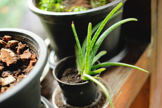 Potted aloe vera plant on a wooden surface