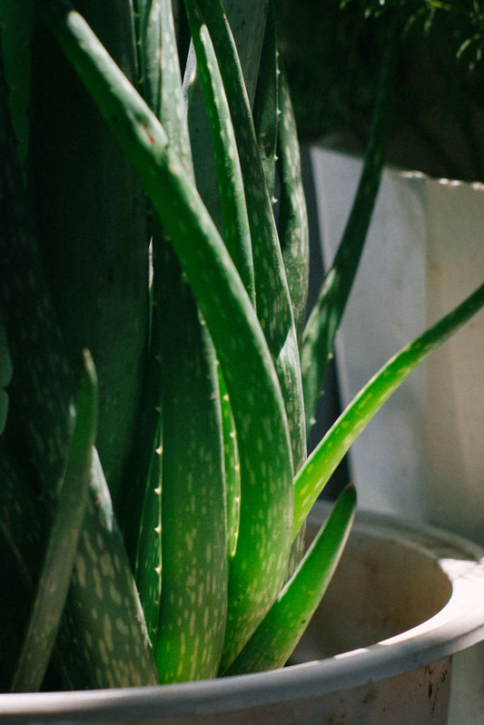 Aloe vera leaves under bright sunlight