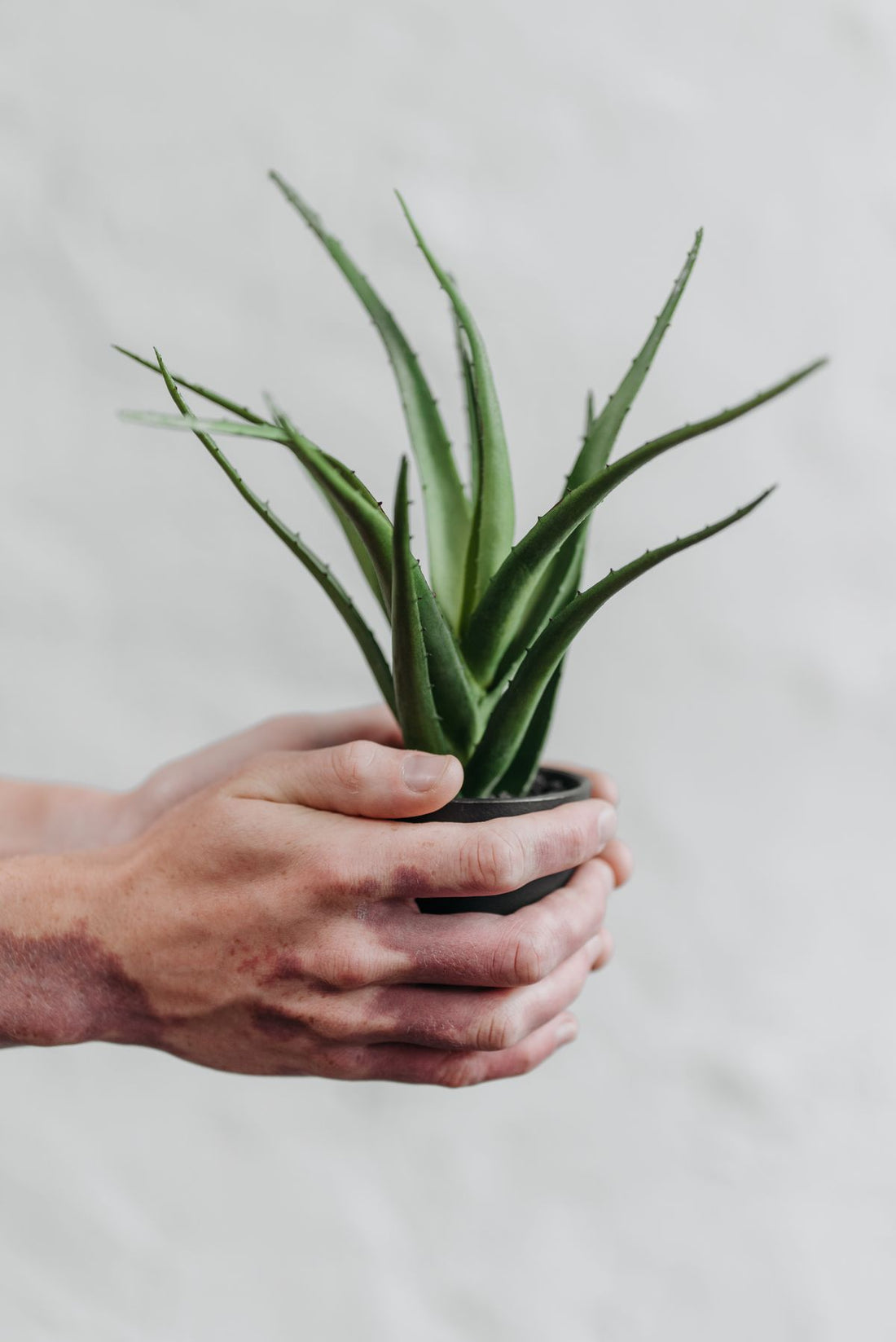 Hands holding a potted aloe vera plant